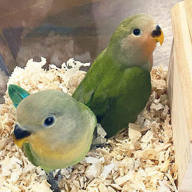moainanoさんの実例写真