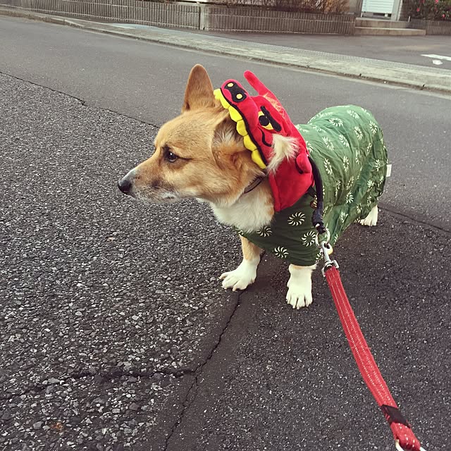実例写真