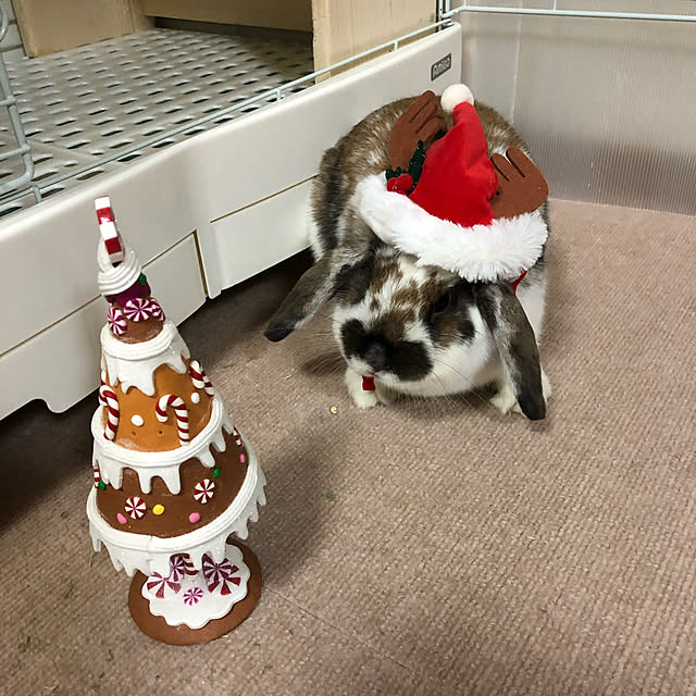snowさんの実例写真