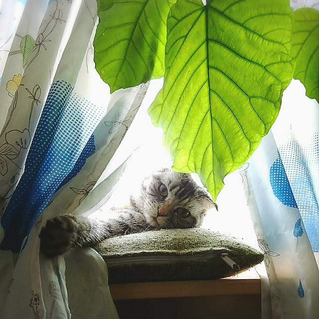 Gomaさんの実例写真