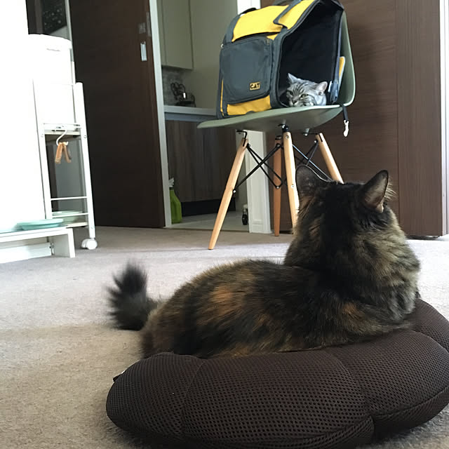 mikomaruさんの実例写真