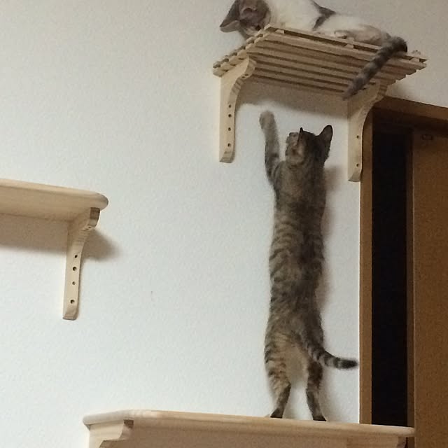 壁/天井/DIY/ナチュラル/猫/ねこ部...などのインテリア実例 - 2016-01-23 22:26:41
