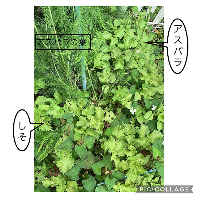 kittyさんの実例写真