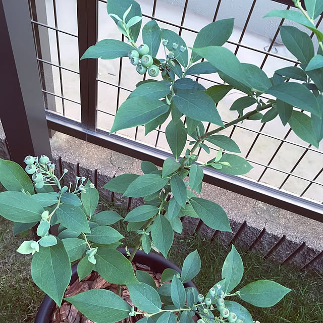babotamamaさんの実例写真