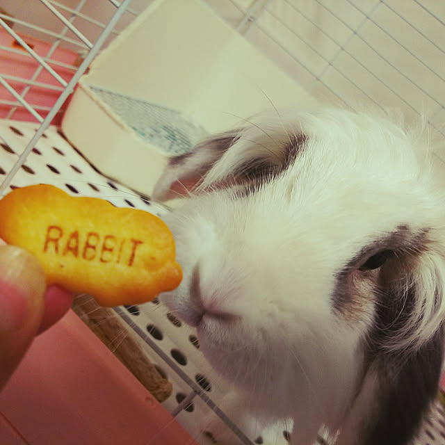 WASABIさんの実例写真