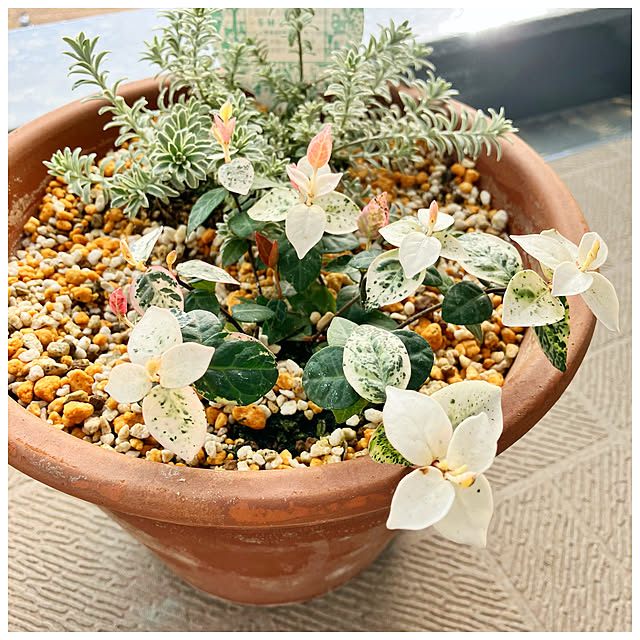 ksfioriさんの部屋