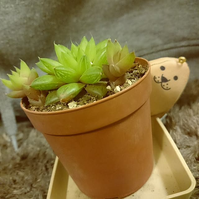 69atomoさんの実例写真