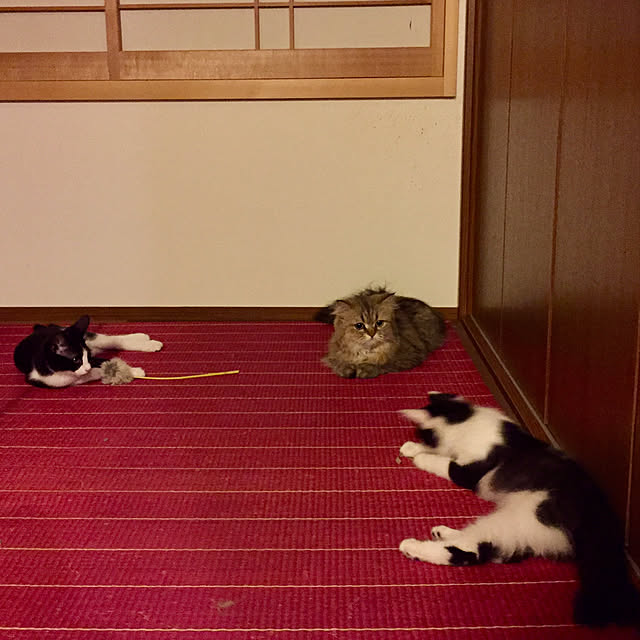butachanさんの実例写真