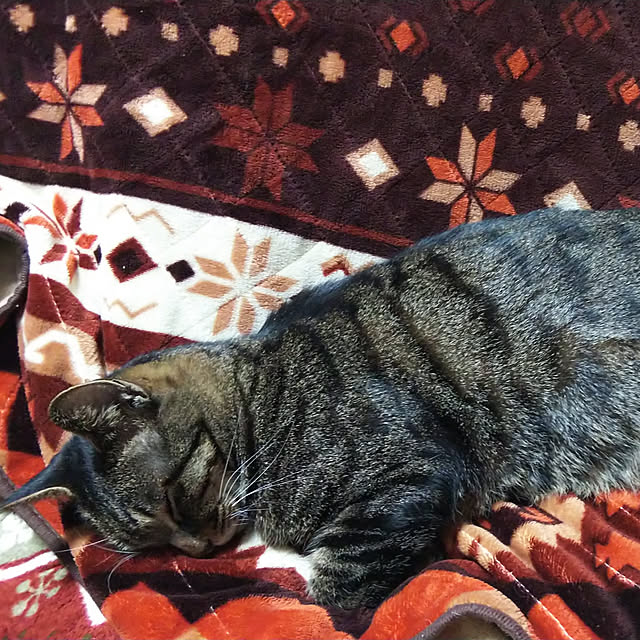 okapi0917さんの実例写真