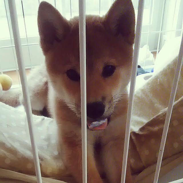 kenkenさんの実例写真