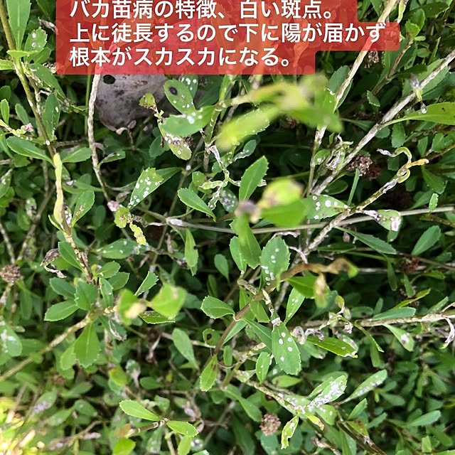 Kurapia_channelさんの実例写真