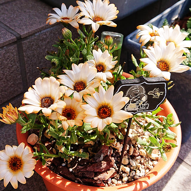 nanさんの実例写真