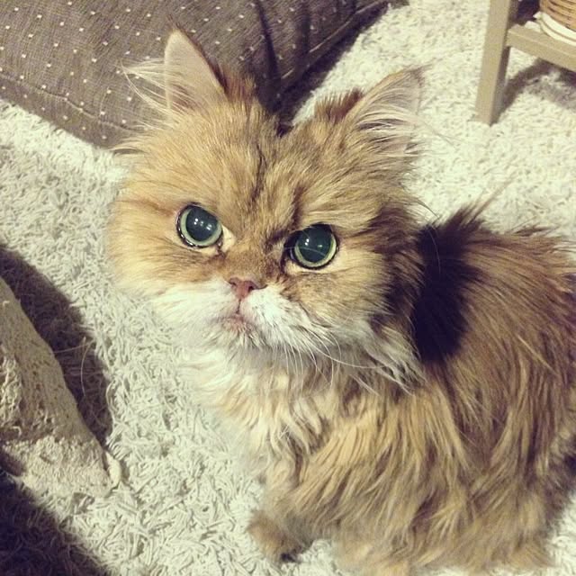millomilloさんの実例写真