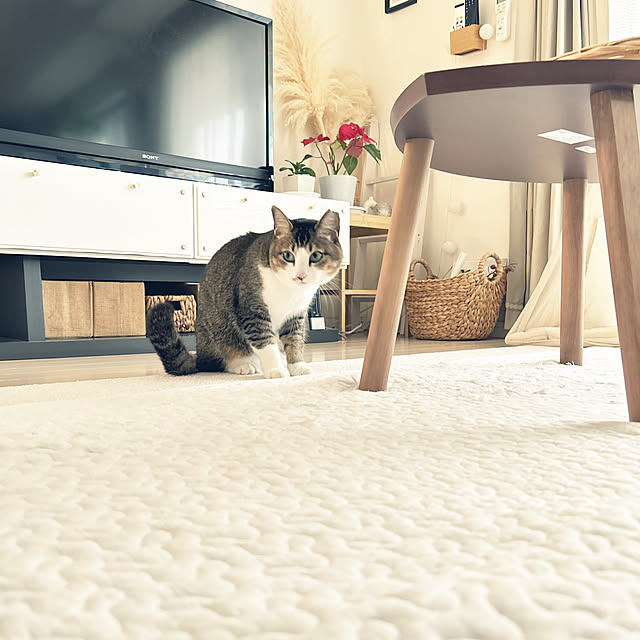 nekomiさんの部屋