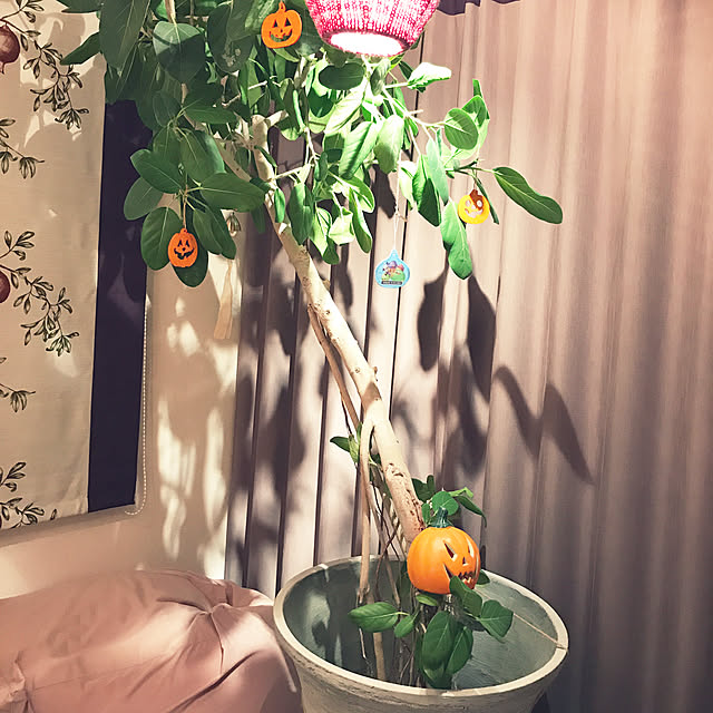 Rokkokkoさんの実例写真