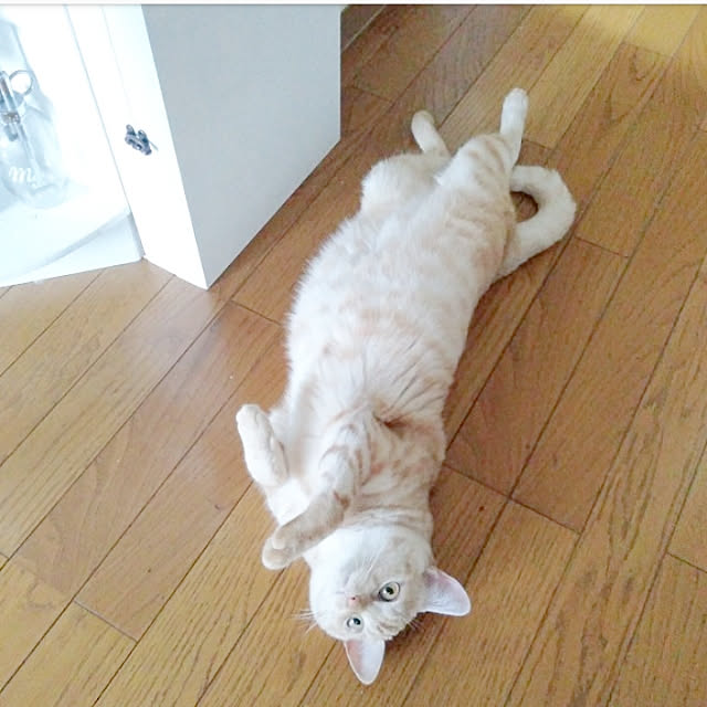 heart.emiemi57.whiteさんの実例写真