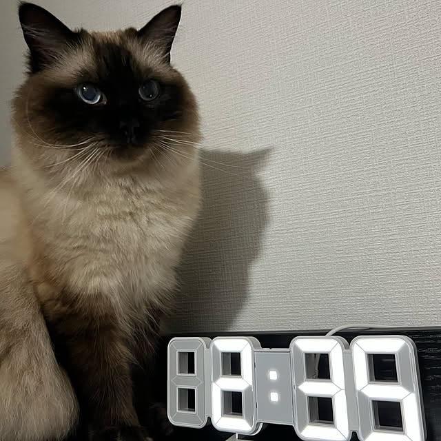 時計/猫と暮らす家/マンション暮らし/二人暮し/ねこのいる日常...などのインテリア実例 - 2022-10-03 03:04:48