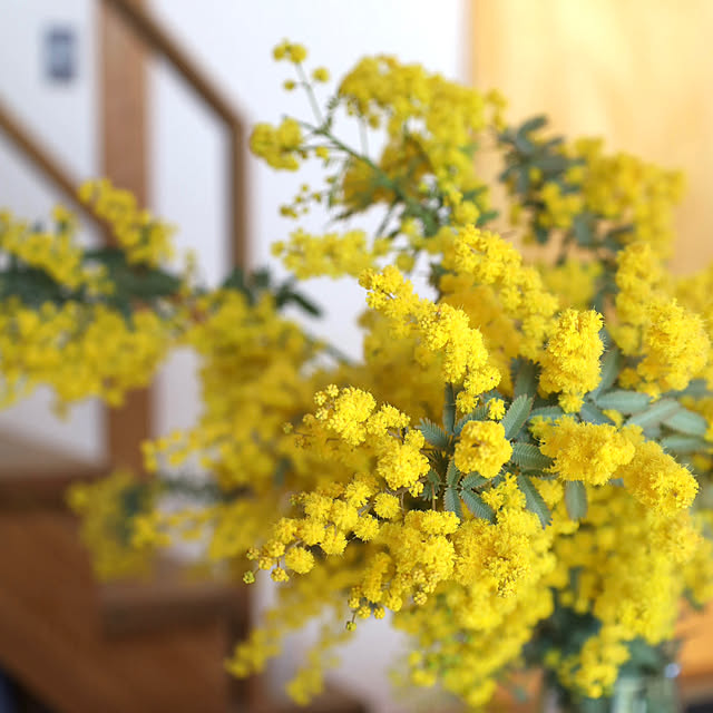 sugomoliさんの部屋