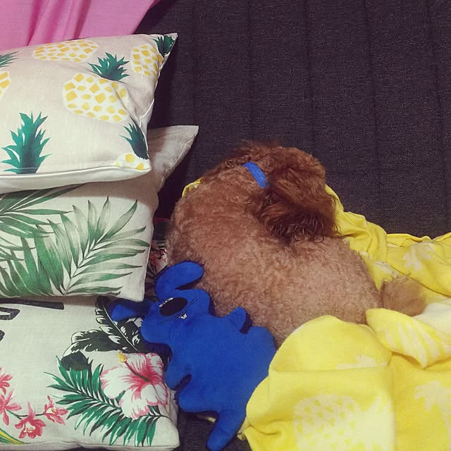 cherrycherryさんの実例写真