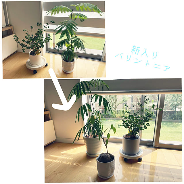 リビング/大きくなりました♡/大きく育ちますように❤︎/観葉植物/犬と暮らす家...などのインテリア実例 - 2024-08-18 13:11:32