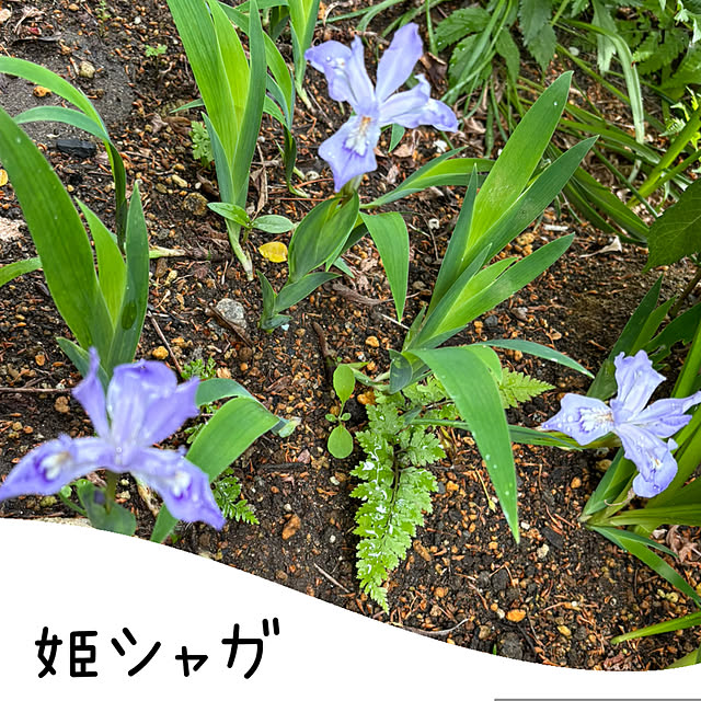 CoCo0617さんの部屋