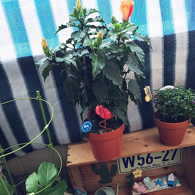 ariceさんの実例写真