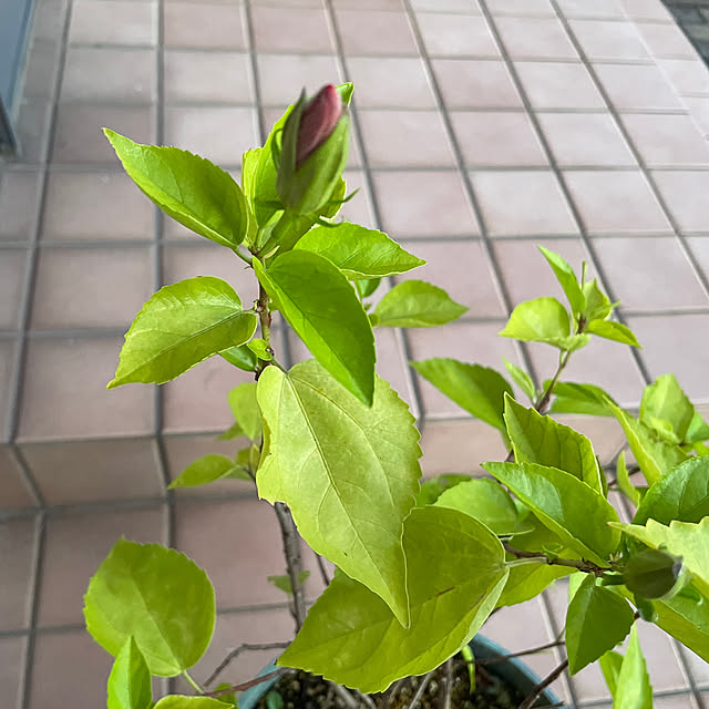 kakoさんの実例写真
