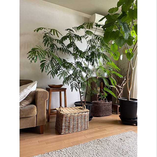 エバーフレッシュ/古いもの/カゴ好き/ウンベラータ/観葉植物...などのインテリア実例 - 2022-05-10 10:29:51