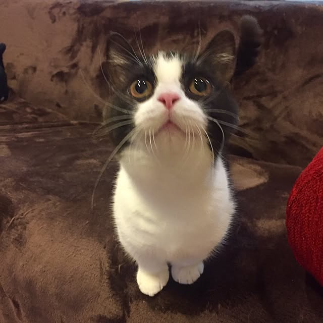 butachanさんの実例写真