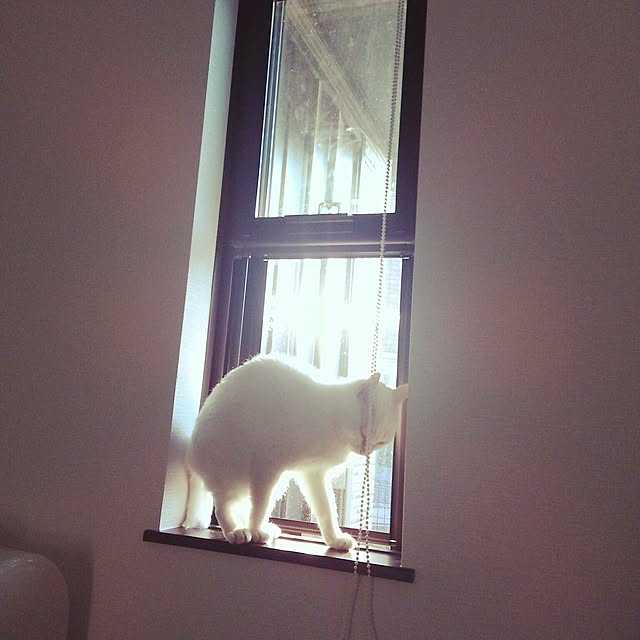snowさんの実例写真