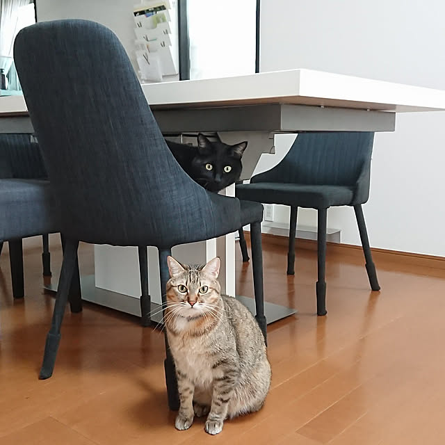 机/ねこのいる暮らし/ねこと暮らす/猫/ねこのいる生活...などのインテリア実例 - 2020-11-14 14:19:26
