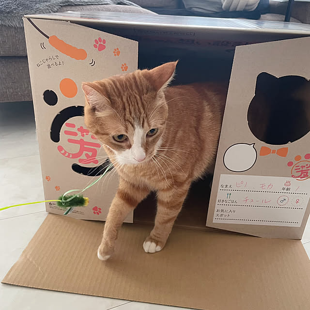 maimaiさんの部屋