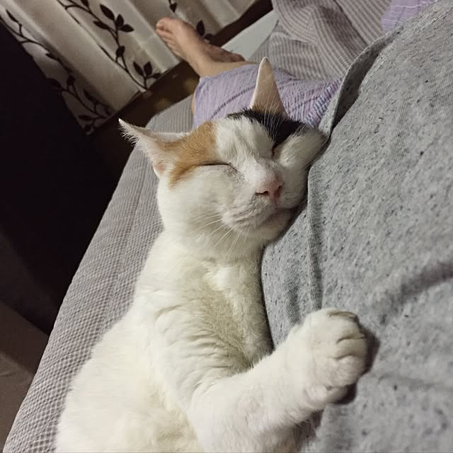 yocchiさんの実例写真