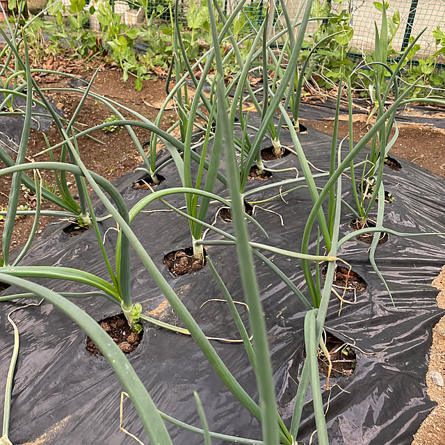 natsumiさんの部屋