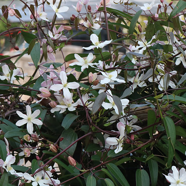 rokokoさんの部屋