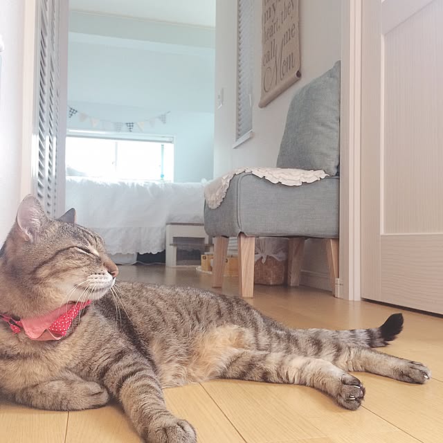 lovecatさんの実例写真