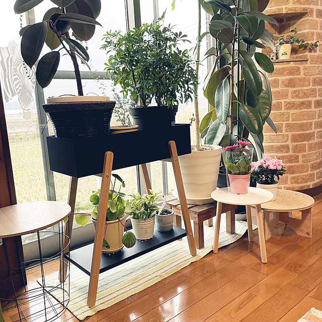 観葉植物/ウンベラータ/シェフレラ/ゴムの木/植物のある暮らし...などのインテリア実例 - 2022-11-30 12:16:30