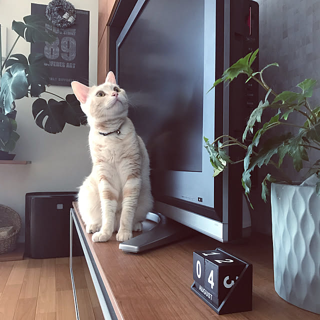 hiyupan88さんの実例写真