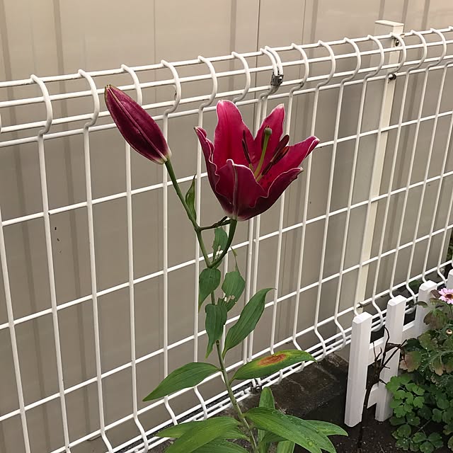 ma-chicoさんの実例写真