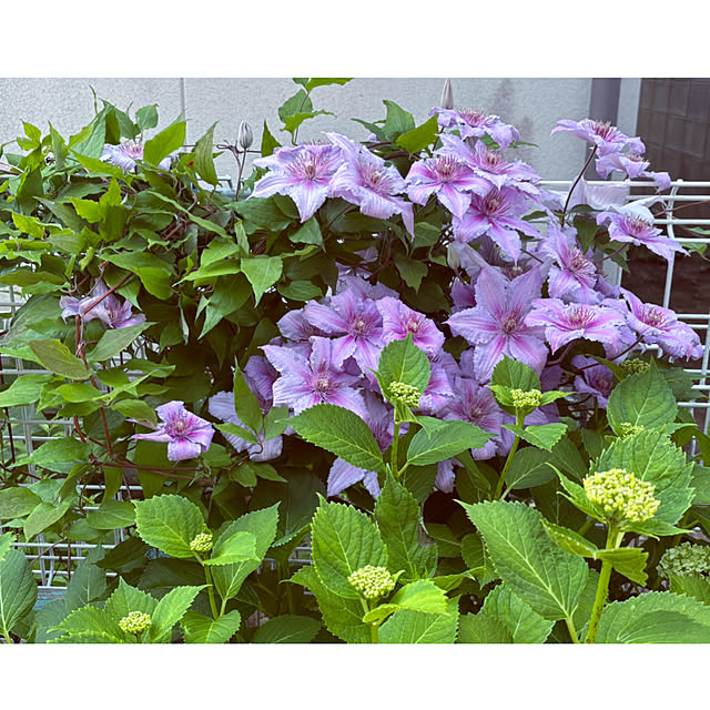 CoCo0617さんの部屋