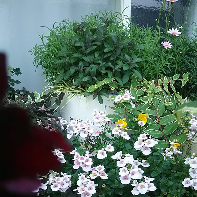 naopyiさんの実例写真