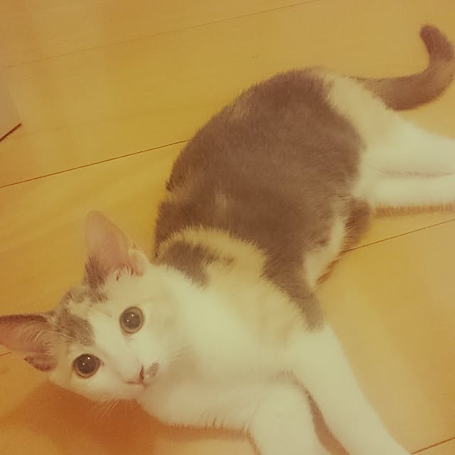 mi-mi-373さんの実例写真