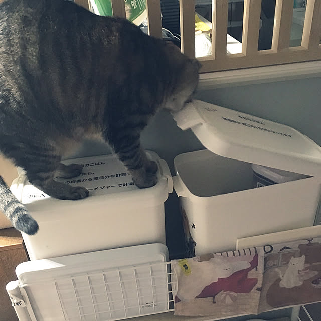 mikomaruさんの実例写真