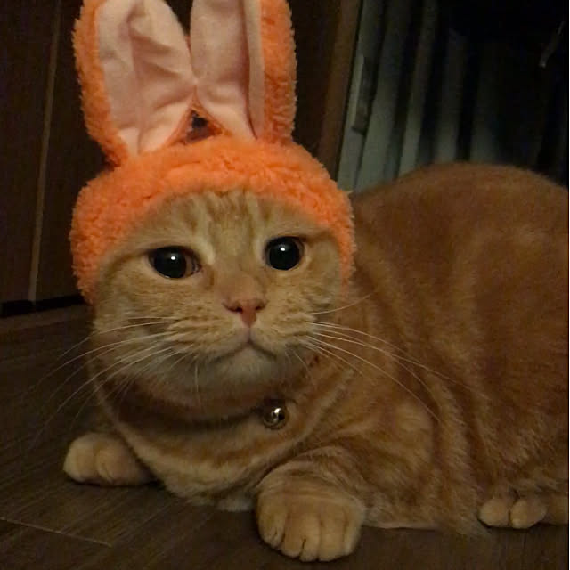 m.kantoh18_mikkoさんの実例写真
