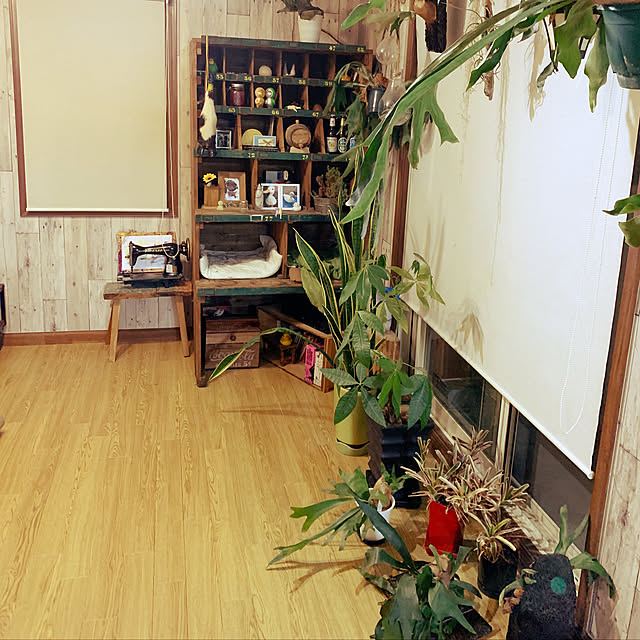 観葉植物/アンティーク/男前/部屋全体のインテリア実例 - 2019-05-10 06:23:28