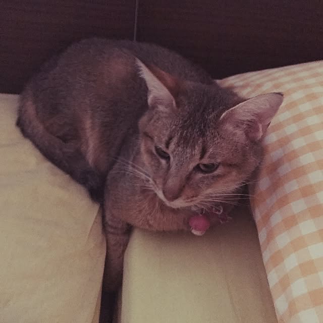 1633さんの実例写真