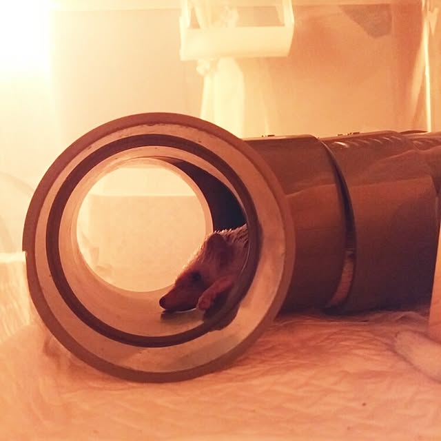 kuruさんの実例写真