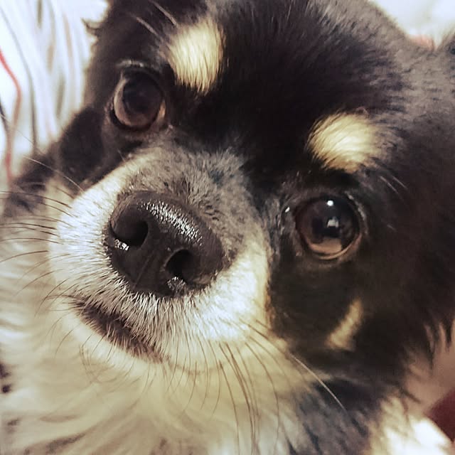 HARUTAさんの実例写真