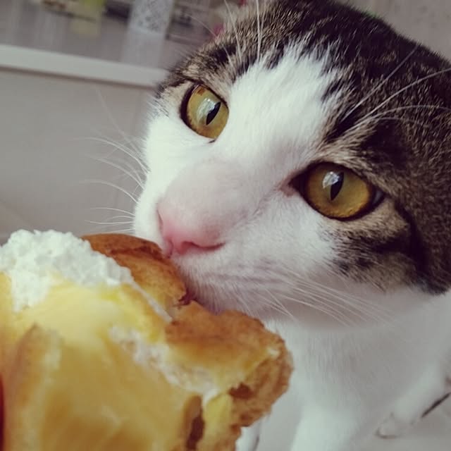 runayucoさんの実例写真