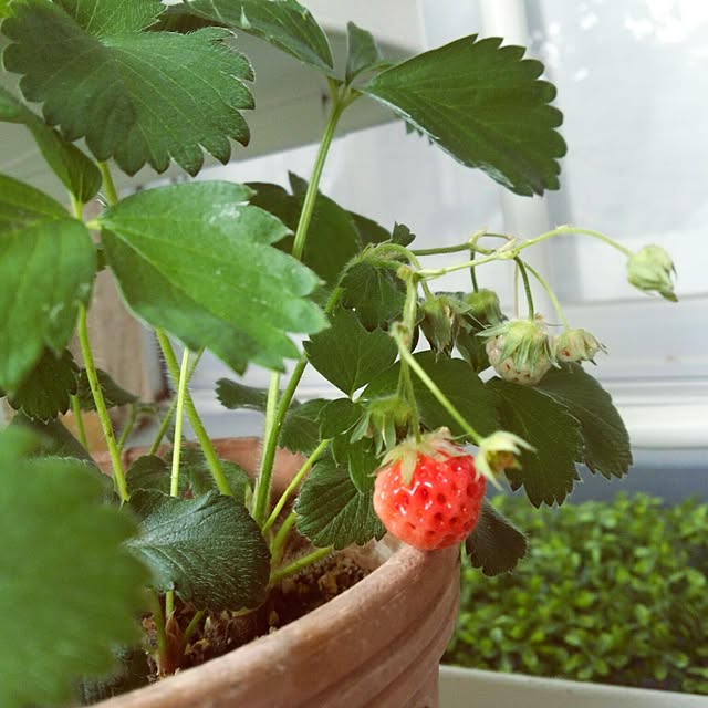 tomatoさんの実例写真